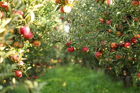 T.G. Bird Tree Services | Tree Surgeon Norfolk & Norwich