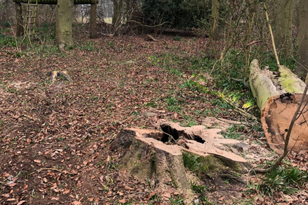 T.G. Bird Tree Services | Tree Surgeon Norfolk & Norwich