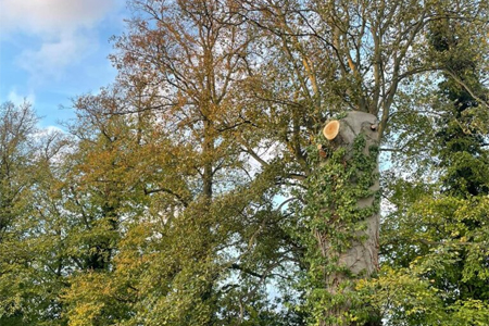 tree surgeon Wymondham pruning a tree