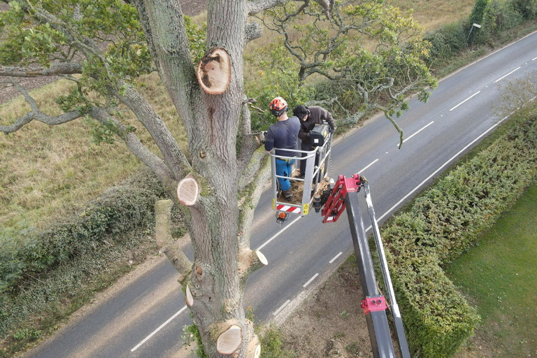 Top Tree Surgeons in Norwich