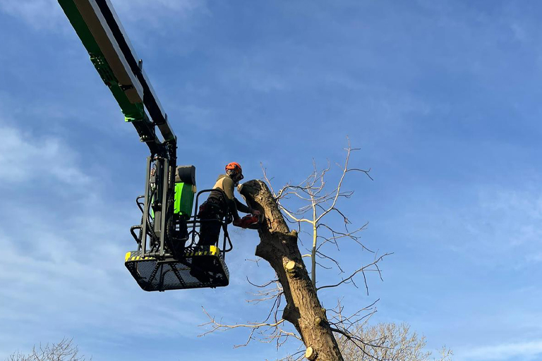 Qualified Norfolk arborists providing tree maintenance services