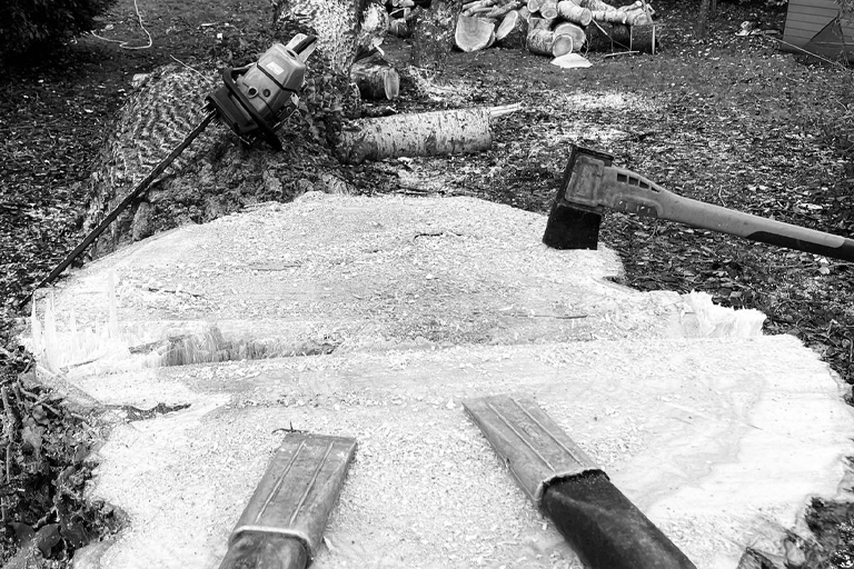 When Your Trees Need Professional Care